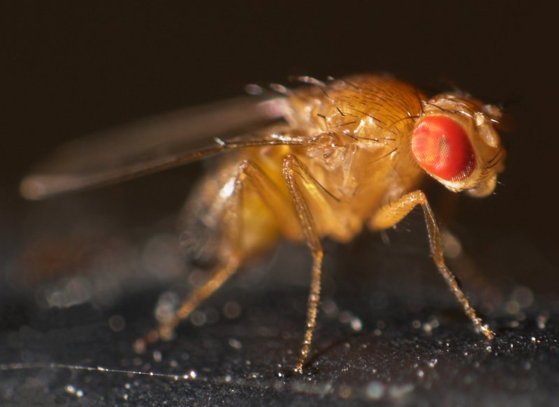 imagesNatur und Co01111111Drosophila_melanogaster.jpg